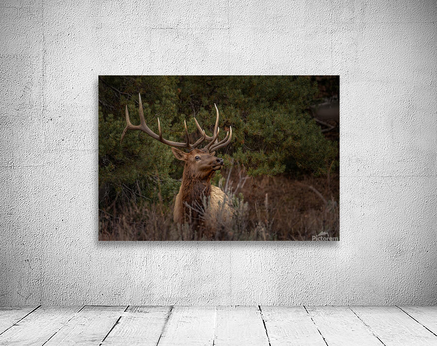 Bull Elk Wall Preview