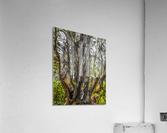 Wisdom tree 2020 Acrylic Print