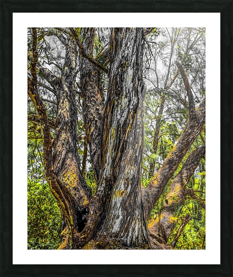 Wisdom tree 2020 Picture Frame print