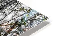 Wisdom tree 2020 HD Metal print