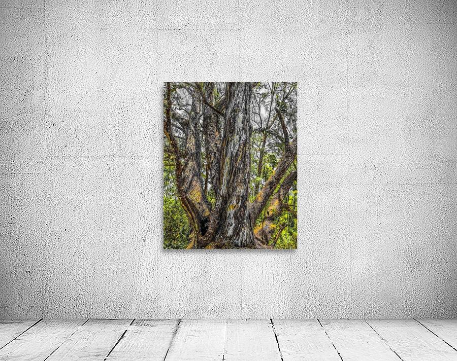Wisdom tree 2020 Wall Preview