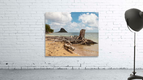 Nature imitating Nature 2021 Wall Preview