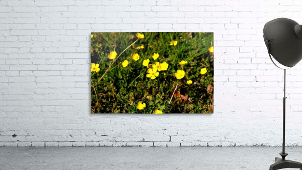 Yellow Wall Preview
