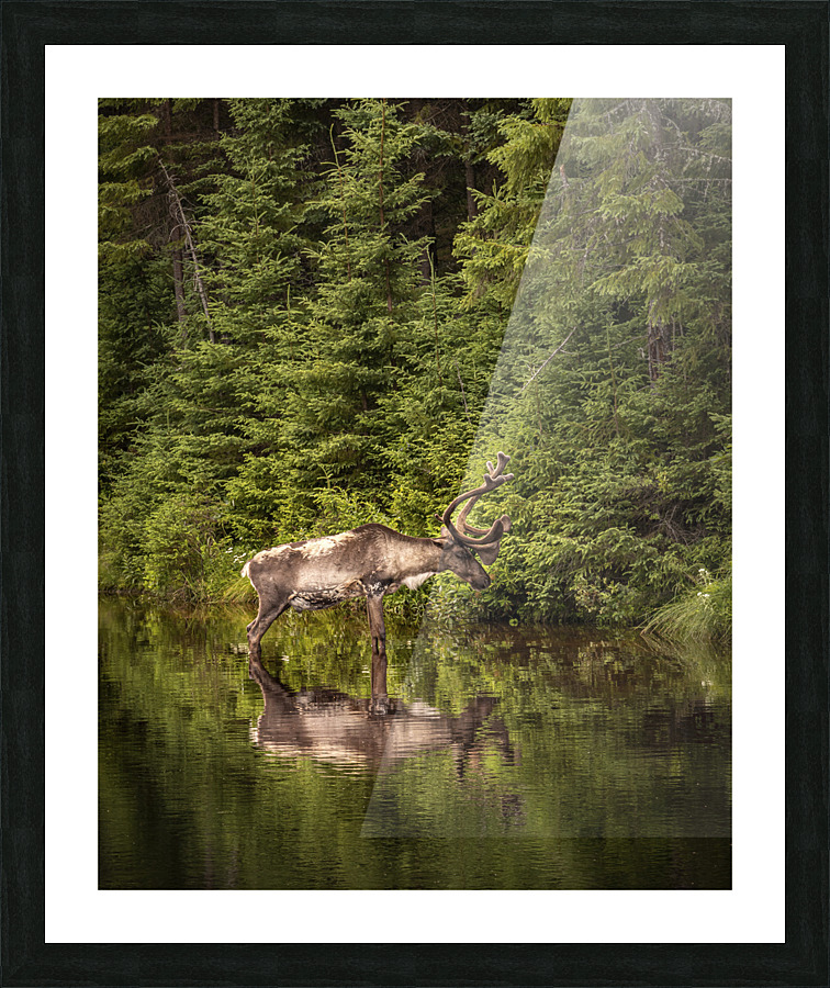 Caribou Picture Frame print