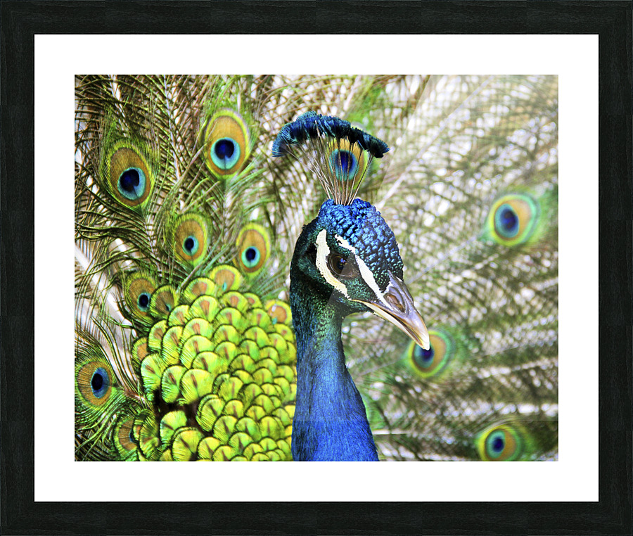 Paon Picture Frame print