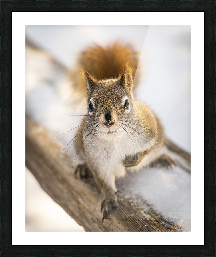 Ecureuil Picture Frame print