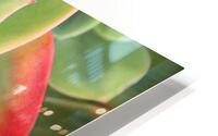 Plante HD Metal print