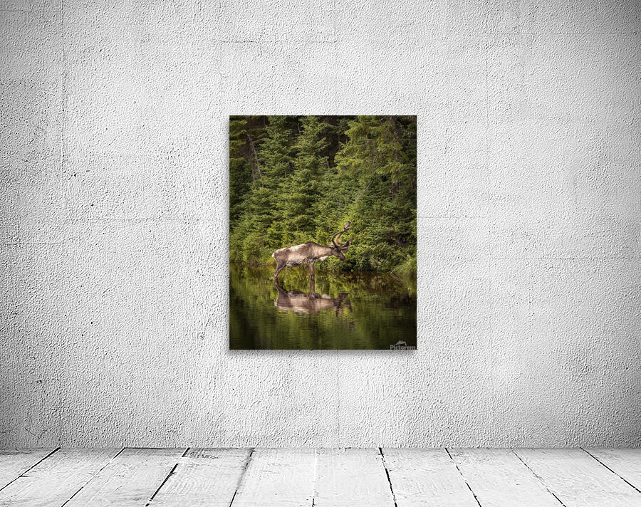 Caribou Wall Preview