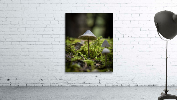 Petit Champignon Wall Preview