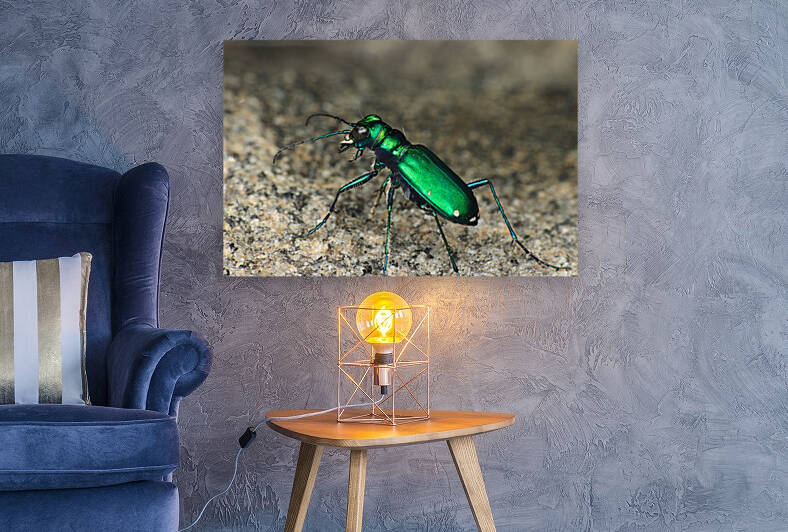 Cicindella sexguttata by Magnifier La Nature