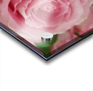 Pink Rose Acrylic print
