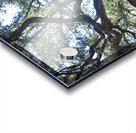 Alamo Oak Acrylic print