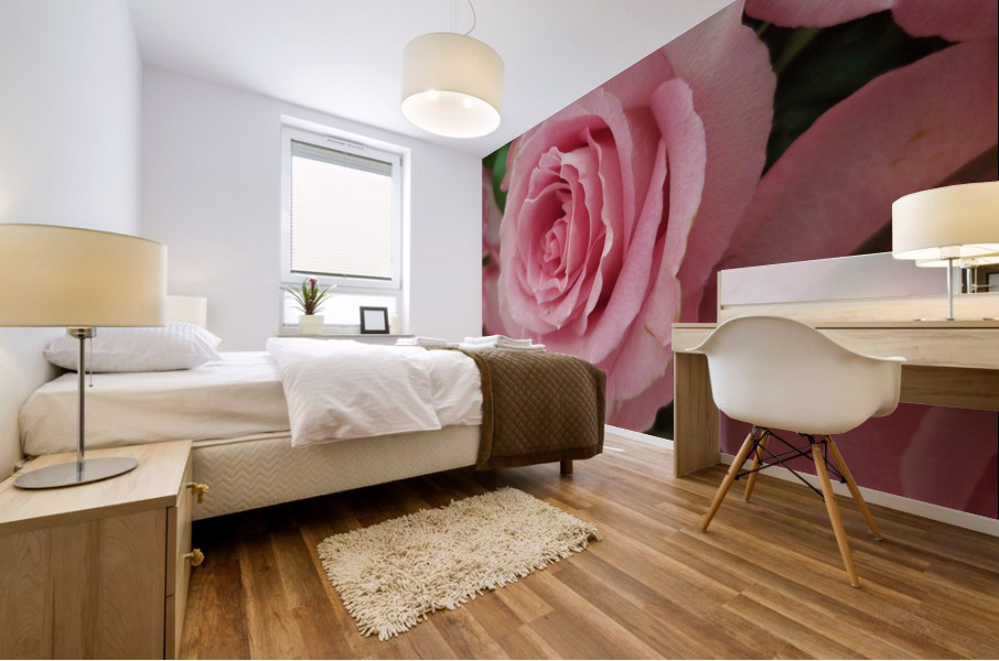 Pink Rose Mural print