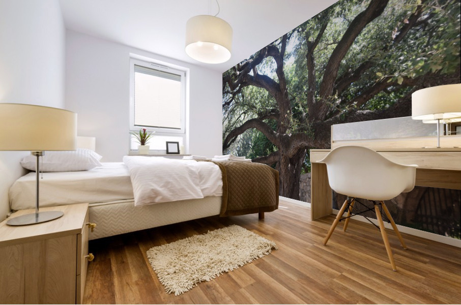 Alamo Oak Mural print
