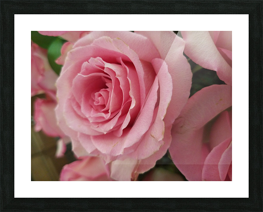 Pink Rose Picture Frame print