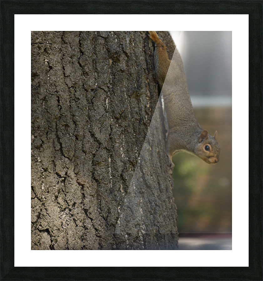 Squirrel Picture Frame print