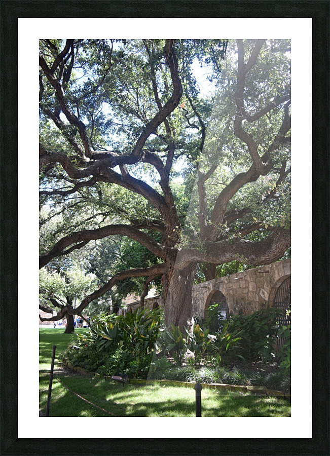 Alamo Oak Picture Frame print