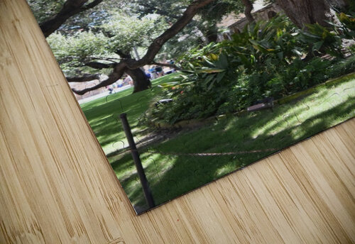 Alamo Oak Emily Johnson puzzle