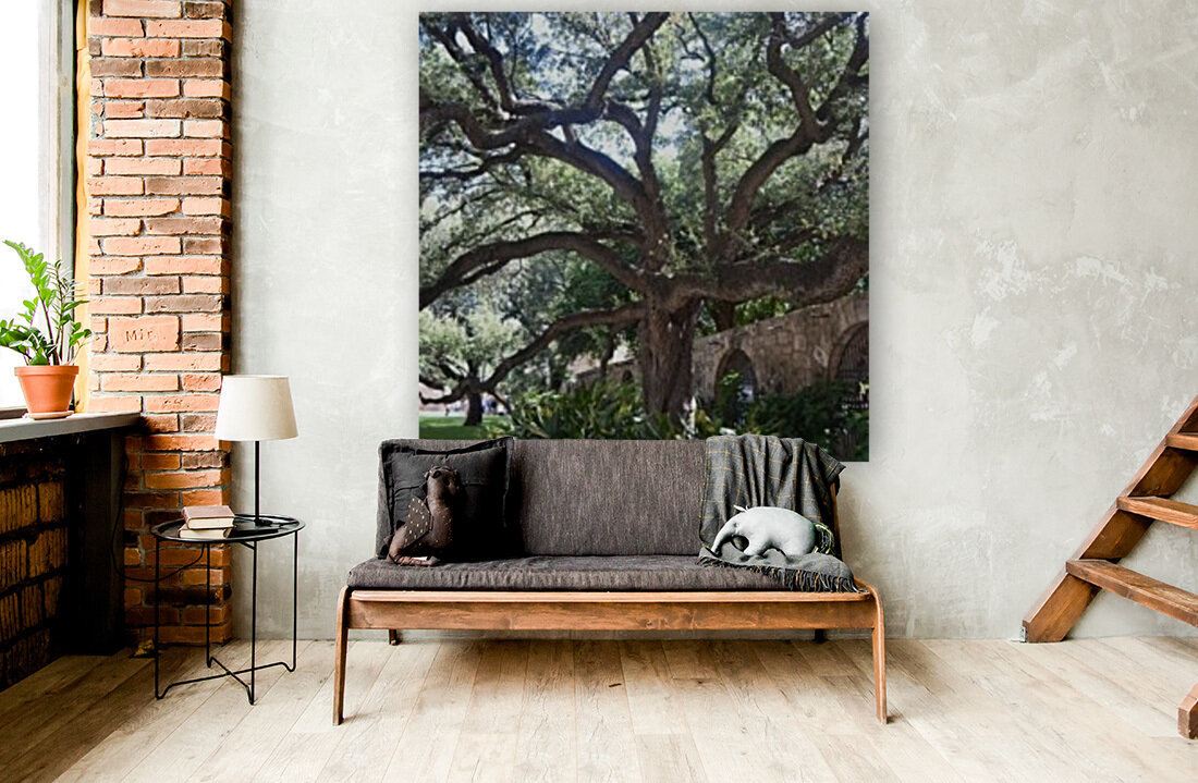 Alamo Oak Reproduction