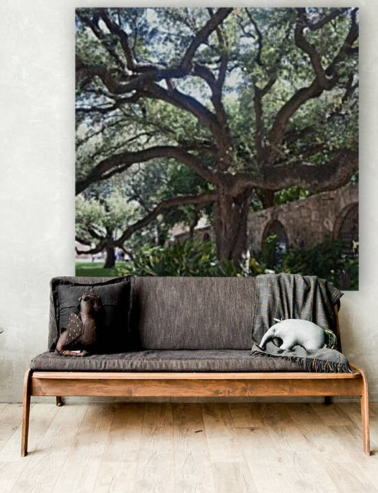 Alamo Oak by Emily Johnson