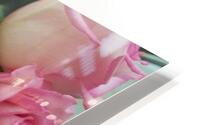 Rose Garden HD Metal print