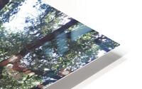 Alamo Oak HD Metal print
