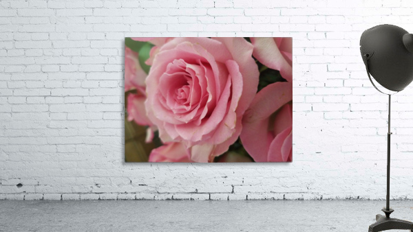 Pink Rose Wall Preview