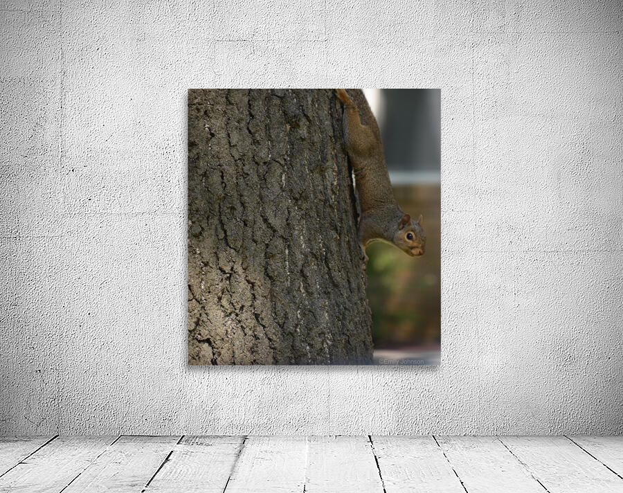 Squirrel Wall Preview