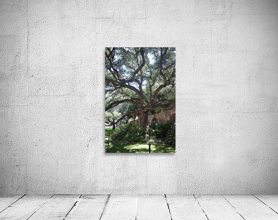 Alamo Oak Wall Preview