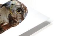 Falcon HD Metal print