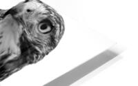 Falcon  BW HD Metal print