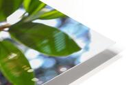 Rhododendron Close up HD Metal print