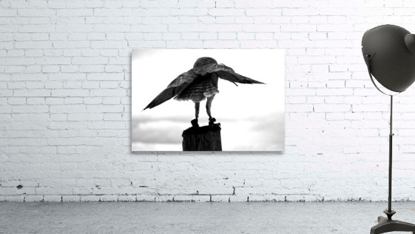 Freedom B&W Wall Preview