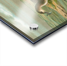 Gavia arctica [L.]. Polar–Seetaucher. By Johann Friedrich Naumann [1780–1857] Acrylic print