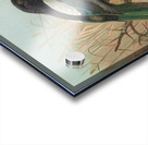 Pica pica. Lycus monedula by Johann Friedrich Naumann [1780–1857] Acrylic print