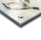 Lanius collurio. Lanius isabellinus Ehrenberg by Johann Friedrich Naumann [1780–1857] Acrylic print