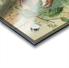 Certhia familiaris. Certhia familiaris brachydactyla by Johann Friedrich Naumann [1780–1857] Acrylic print