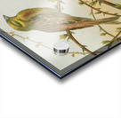 Emberiza citrinella. Emberiza cirlus by Johann Friedrich Naumann [1780–1857] Acrylic print