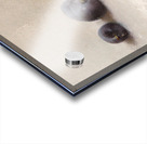 Twelve Plums [1896] by Joseph Decker [1853–1924] Acrylic print