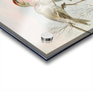 Acanthis linaria by Johann Friedrich Naumann [1780–1857] Acrylic print