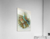 Coracias garrula by Johann Friedrich Naumann [1780–1857] Acrylic Print