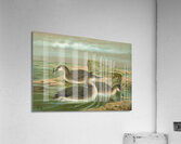 Gavia arctica [L.]. Polar–Seetaucher. By Johann Friedrich Naumann [1780–1857] Acrylic Print