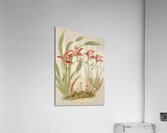 Cymbidium Hookerianum [1885] by Harriet Stewart Miner [1840–1895] Acrylic Print