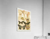 Papillons [1897] by Maurice Pillard Verneuil [1869–1942] Acrylic Print