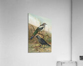 Pica pica. Lycus monedula by Johann Friedrich Naumann [1780–1857] Acrylic Print