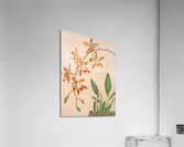 Odontoglossum Triumphans [1885] by Harriet Stewart Miner [1840–1895] Acrylic Print