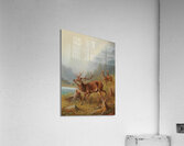 A Bellowing Stag by Moritz Müller [1841–1899] Acrylic Print