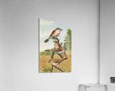 Lanius collurio. Lanius isabellinus Ehrenberg by Johann Friedrich Naumann [1780–1857] Acrylic Print