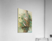 Certhia familiaris. Certhia familiaris brachydactyla by Johann Friedrich Naumann [1780–1857] Acrylic Print