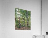 Trees by Vincent van Gogh [1853–1890] Acrylic Print